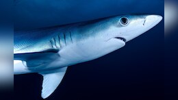 First Case Of "Virgin Birth" In Italy, Female Sharks Make Babies Alone: Report