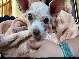 Gizmo, The Dog Who Went Missing In US In 2015, Found Alive After 9 Years Gizmo, The Dog Who Went Missing In US In 2015, Found Alive After 9 Years