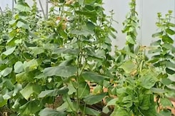 Sikar News: Fake Seeds से खीरों की फसल जर्जर, किसानों पर नुक्सान का टूटा पहाड़ | Fake Seed | Farmers Sikar News: Fake Seeds से खीरों की फसल जर्जर, किसानों पर नुक्सान का टूटा पहाड़ | Fake Seed | Farmers