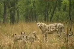 Watch: Cheetah 'Gamini', Her 5 Cubs Enjoy Rain At Kuno National Park Watch: Cheetah 'Gamini', Her 5 Cubs Enjoy Rain At Kuno National Park