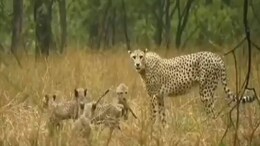 Kuno National Park: अब खुले जंगल में दौड़ लगाएंगे चीते, सीएम मोहन कूनों में 5 चीतों को करेंगे बाड़े से आजाद