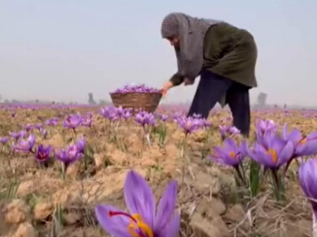 Union Budget 2024: Saffron Growers Seek Tax Relief, Promotion Of Produce