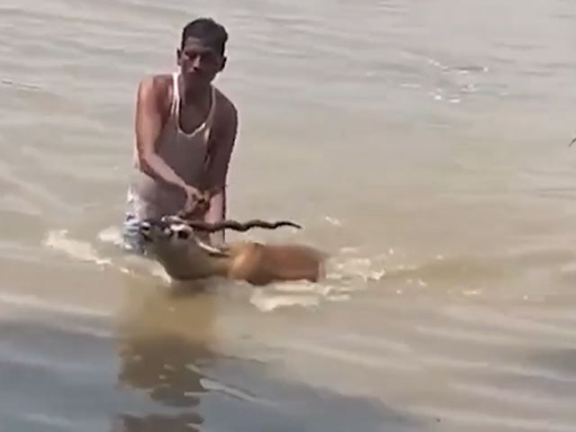 Villagers Rescue Deer Trapped In Flood  Waters In UP's Hardoi
