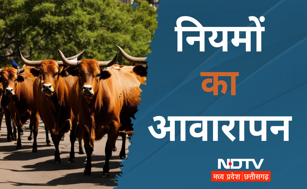 मवेशी मुक्त भोपाल में नियमों की आवारगी, गौशालाएं फुल, अवैध डेयरियों की धूम, सरकार! हादसों का जिम्मेदार कौन?