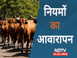 मवेशी मुक्त भोपाल में नियमों की आवारगी, गौशालाएं फुल, अवैध डेयरियों की धूम, सरकार! हादसों का जिम्मेदार कौन? मवेशी मुक्त भोपाल में नियमों की आवारगी, गौशालाएं फुल, अवैध डेयरियों की धूम, सरकार! हादसों का जिम्मेदार कौन?