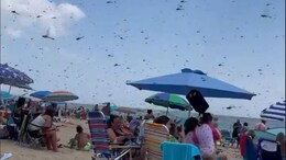 Video: Dragonfly Swarm Surprises Beachgoers At Misquamicut State Beach In US