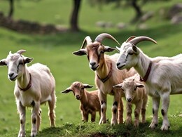 India-Pakistan Border: भारत-पाक बॉर्डर पर तारबंदी काट कर ले गए चोर, पाकिस्तान की 200 बकरियां भारत में घुसीं 