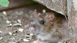 Deadly Rat Disease Spreads to Humans, Kills 4 In US