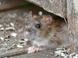 Deadly Rat Disease Spreads to Humans, Kills 4 In US