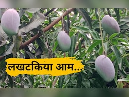 बिहार के नालंदा में लगे हैं दुनिया के सबसे 'मियाजाकी' आम, दंग कर देंगे इसके दाम बिहार के नालंदा में लगे हैं दुनिया के सबसे 'मियाजाकी' आम, दंग कर देंगे इसके दाम