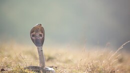 World Snake Day 2024: Date, Theme And Importance Of Snakes