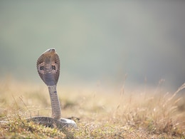 Centre Declares Snakebites A "Notifiable Disease" In India Centre Declares Snakebites A "Notifiable Disease" In India