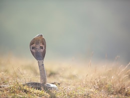 3 Children, Sleeping Together In Fear Of Elephant Attack, Die Of Snake Bite In Jharkhand: Cops 3 Children, Sleeping Together In Fear Of Elephant Attack, Die Of Snake Bite In Jharkhand: Cops