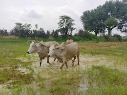 Exclusive: In Madhya Pradesh, Organic Farming Scheme Wilts In Soil Of Corruption