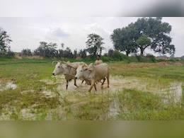 बिहार में जैविक खेती की आई बहार, गंगा किनारे बना कॉरिडोर ऐसे ला रहा बदलाव