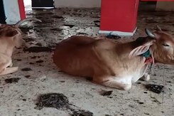 कवर्धा:10 करोड़ की लागत में  बना हाईटेक बस स्टैंड बना तबेला!