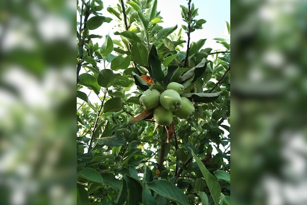लहलहाने लगे फलों से लदे पेड़.