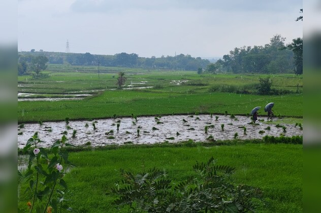 धान की रोपाई के दौरान का चित्र. धान की रोपाई के दौरान का चित्र.