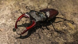 Stag Beetle, World's Most Expensive Insect, Costs As Much As A Luxury Car
