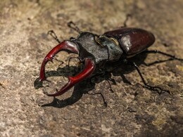 Stag Beetle, World's Most Expensive Insect, Costs As Much As A Luxury Car