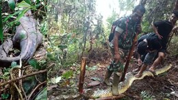 30 फुटी अजगराच्या तोंडात पाय लटकत होता, बेपत्ता महिलेचे गूढ उकलले