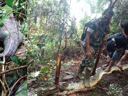 30 फुटी अजगराच्या तोंडात पाय लटकत होता, बेपत्ता महिलेचे गूढ उकलले