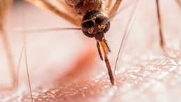 West Nile Virus: Know About Signs, Causes, Treatment, Prevention And More