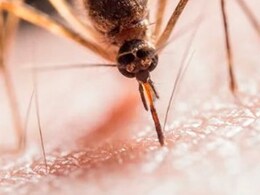 West Nile Virus: Know About Signs, Causes, Treatment, Prevention And More