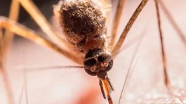 West Nile Virus: Most people infected with WNV may experience flu-like symptoms