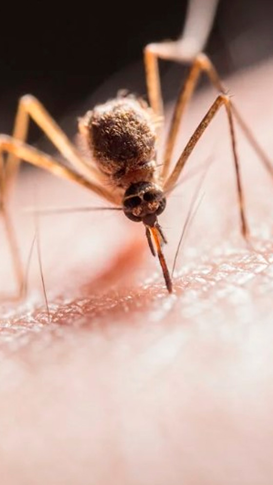 West Nile Virus: Most people infected with WNV may experience flu-like symptoms