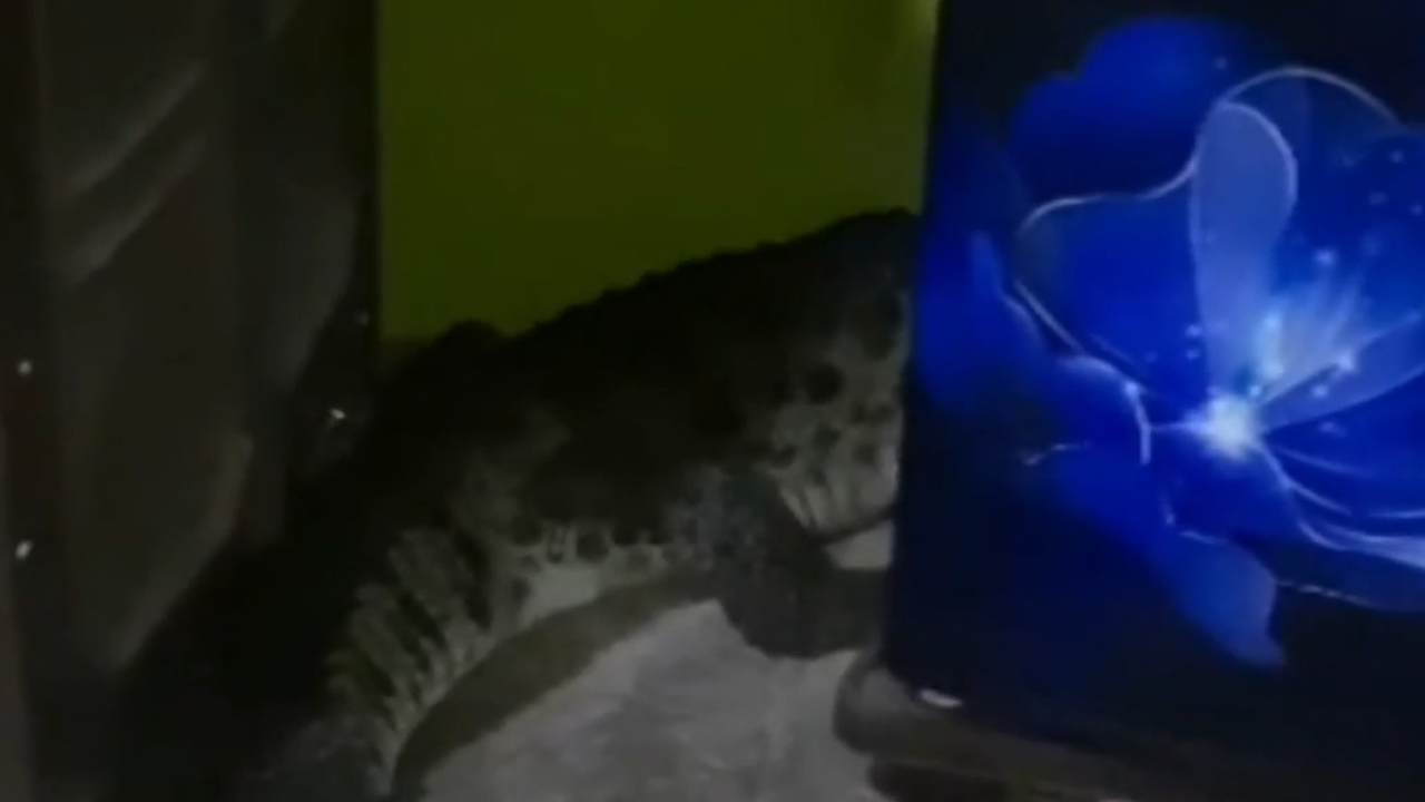 Crocodile Viral Video: घर में सो रहा था परिवार, फ्रिज में घुस गया मगरमच्छ, वन विभाग ने किया रेस्क्यू