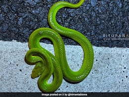 रियल लाइफ वाला हैरी पॉटर सांप... असम के मुख्यमंत्री ने शेयर की काजीरंगा में मिले अद्भुत सांप की तस्वीर, आपने देखा?