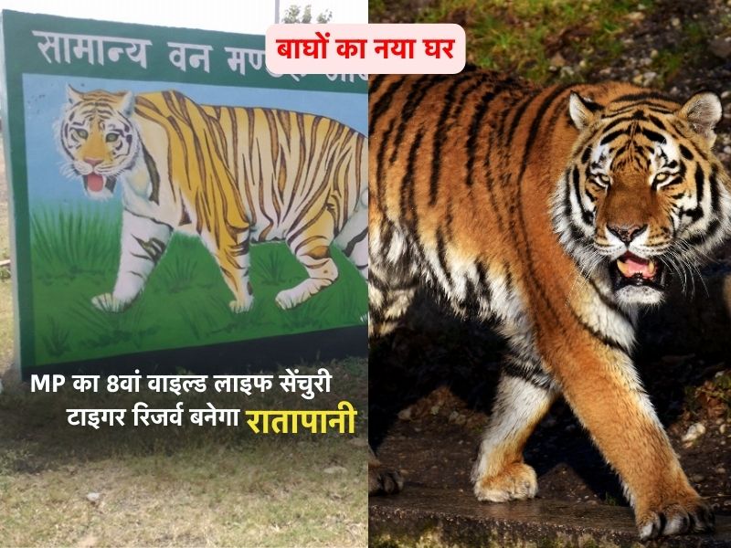 16 साल का इंतजार खत्म... MP को मिला नया टाइगर रिजर्व, रातापानी को  8वां वाइल्ड लाइफ सेंचुरी टाइगर बनाने की मिली मंजूरी