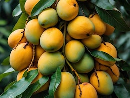 American Mango In Kota: रिटायर्ड इंजीनियर ने लगाया अमरीकी आमों का बगीचा, हर रोज़ बेच रहे 100 किलो आम 