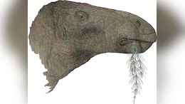 Massive 125-Million-Year-Old Herbivorous Dinosaur's Fossil Found In England