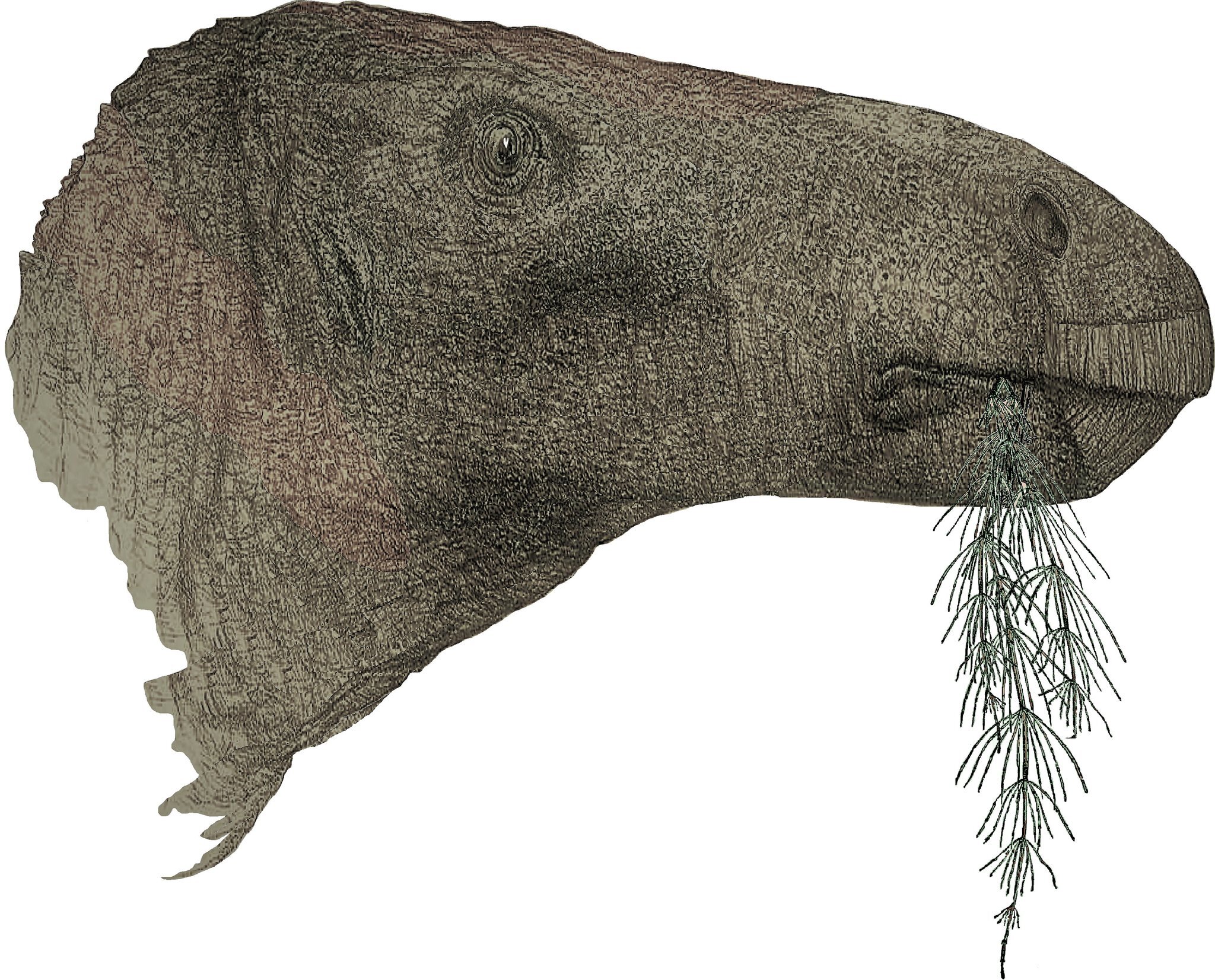 Massive 125-Million-Year-Old Herbivorous Dinosaur’s Fossil Found In England Massive 125-Million-Year-Old Herbivorous Dinosaur’s Fossil Found In England