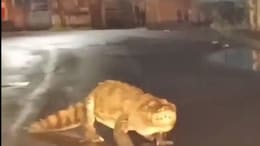 Watch: Crocodile Seen On Maharashtra Road After Heavy Rain
