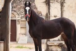 जानिए मारवाड़ी नस्ल के घोड़े का क्यों बनाया जाता है पासपोर्ट