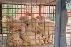 मीट की दुकानों को लेकर सख्ती हलाल या झटका लिखना अनिवार्य