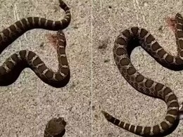 सांप के शरीर से कट कर अलग हो गया मुंह, फिर जो हुआ उसे देख कांप उठेगी रूह