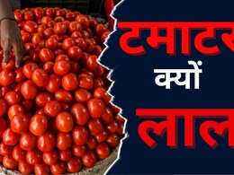 NDTV ग्राउंड रिपोर्ट : क्यों बढ़ रहे टमाटर के दाम, कीमत में कब आएगी कमी? NDTV ग्राउंड रिपोर्ट : क्यों बढ़ रहे टमाटर के दाम, कीमत में कब आएगी कमी?