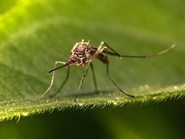 As Summer Approaches, Your Risk Of Dengue & Chikungunya Increases; Here's How To Stay Safe As Summer Approaches, Your Risk Of Dengue & Chikungunya Increases; Here's How To Stay Safe