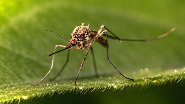Dengue In 2025: Why Cases Got More Severe This Year, And What Surge Data Shows