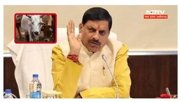 MP में&nbsp;गोवंश के अवैध परिवहन पर CM यादव ने सुनाया बड़ा फैसला