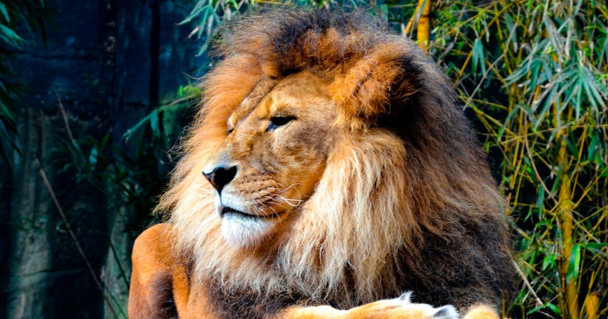 Animal That Kills Most Humans Per Year animal-that-kills-most-humans-per-year