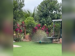 प्रकाश राज ने शेयर किया अपने बगीचे का खूबसूरत वीडियो, पंख फैलाए नजर आया मोर, फैंस हुए गदगद प्रकाश राज ने शेयर किया अपने बगीचे का खूबसूरत वीडियो, पंख फैलाए नजर आया मोर, फैंस हुए गदगद