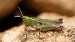 Singapore Approves 16 Insects Including Silkworms And Grasshoppers For Human Consumption
