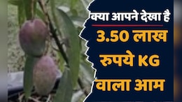 Miyazaki Mango Plant: यहां उगाए जा रहे हैं 3.50 लाख रुपये किलो वाले आम, सीसीटीवी कैमरे से की जाती है रखवाली