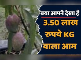 Miyazaki Mango Plant: यहां उगाए जा रहे हैं 3.50 लाख रुपये किलो वाले आम, सीसीटीवी कैमरे से की जाती है रखवाली