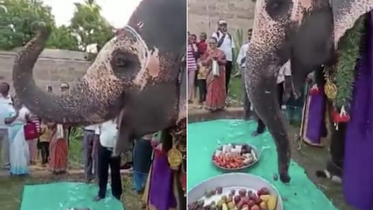 देखेंः अपने जन्मदिन पर फल की थाली का आनंद लेते हाथी का वायरल वीडियो इंटरनेट का जीत रहा दिल